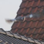 Colombe volant au dessus d'un toit symbolisant le logement comme levier de liberté.